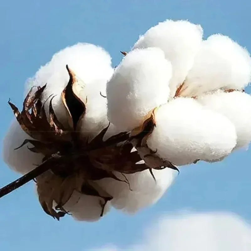 Jesus King Bible Verse Hoodie